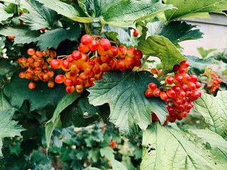 holly and berries
