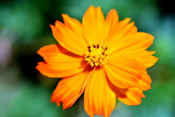 Büte einer gelben Kosmee