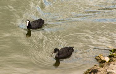 duck on the water