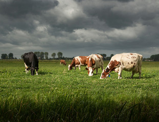 Dark storm clouds behind some dairy cows on an organic farm in Delfland, Delft