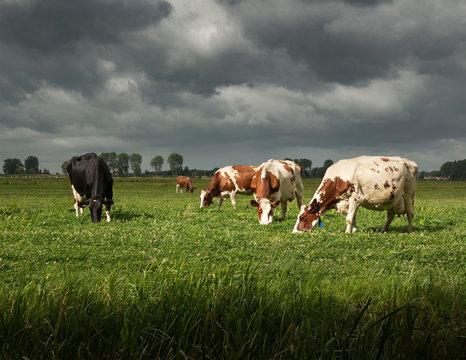 Dark storm clouds behind some dairy cows on an organic farm in Delfland, Delft