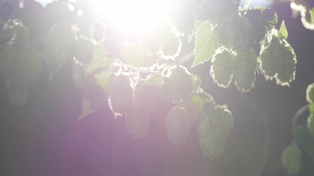 wet hop umbels in front of backlit with sunbeam - slow motion and tracking shot