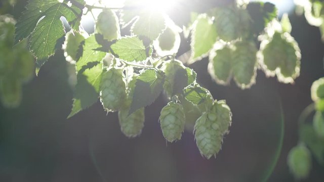 slow motion tracking shot - hop cones move in the wind against the light, backlit with sunbeam
