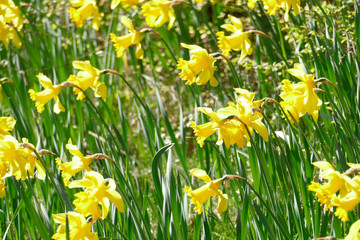 Gelbe Narzissen, Narzissenblüte  (Narcissus Pseudonarcissus), Deutschland