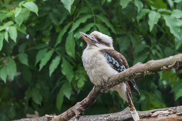 Giant kingfisher sitting on a tree branch. The kingfisher has a broken beak.