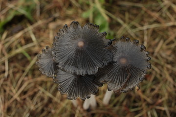 mushroom in the forest
