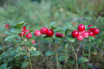 A tall bush with cranberries in the forest