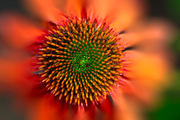 Abstract flower blossom macro