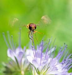 Hoverfly hovering at a flower blossom