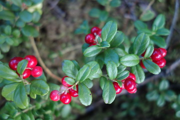 A bush with cranberries in the forest