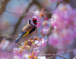 European goldfinch sitting on a flowering cherry tree