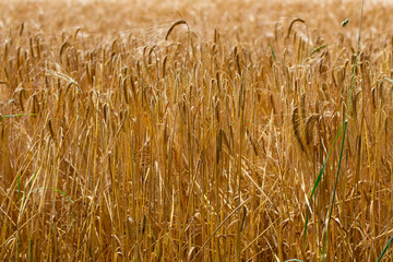 Close up of a brown wheat field ready for harvest for natural background