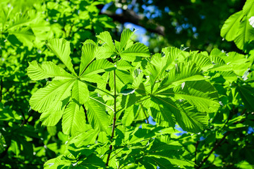Branch with many fresh large green chestnut leaves in a garden in a sunny spring day, beautiful outdoor monochrome background photographed with soft focus.