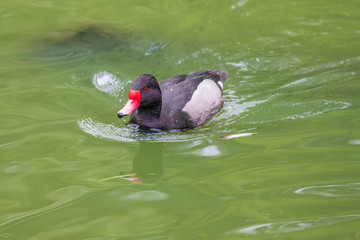 A duck with a red beak and an eye swims on the water and its image is reflected in the water.