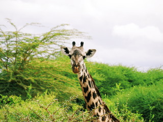 giraffe in safari