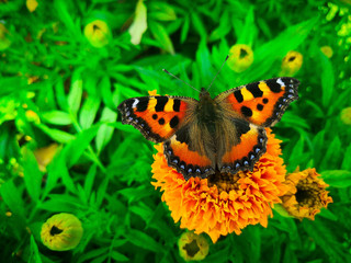 butterfly on flower