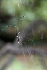 蜘蛛　2匹　蜘蛛の巣