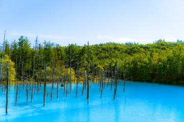 Fototapeta na wymiar 美瑛町の青い池