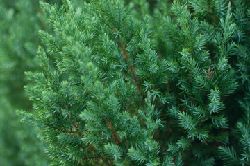 Needles of a bright green Christmas tree
