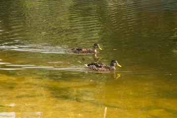 ducks in the lake