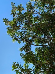 green leaves against blue sky