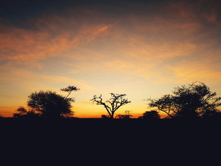 Obraz na płótnie Canvas Sunset in the savanna