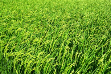 真夏の豊作の田圃