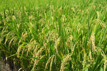 真夏の豊作の田圃