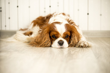 The pet dog is lying on the light floor in the room. Cavalier king Charles Spaniel. The color is Blenheim. Domestic animals. Tired, bored waiting for food, ill