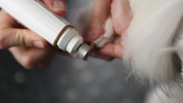 Pet groomer takes care of dog cutting claws with nail machine in close up video clip. Professional animal grooming salon service