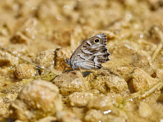 Striped Grayling Butterfly, Hipparchia fidia, by the river Cazuma, Bicorp, Spain