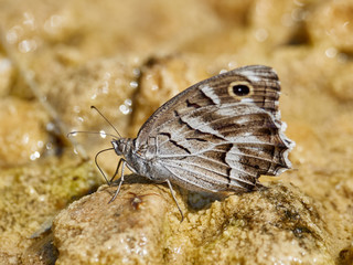 Striped Grayling Butterfly, Hipparchia fidia, by the river Cazuma, Bicorp, Spain