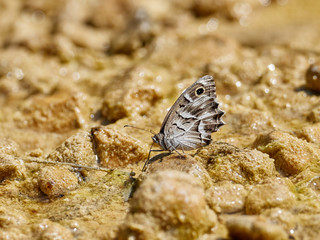 Striped Grayling Butterfly, Hipparchia fidia, by the river Cazuma, Bicorp, Spain