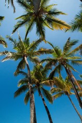 Obraz na płótnie Canvas Coconut's palm