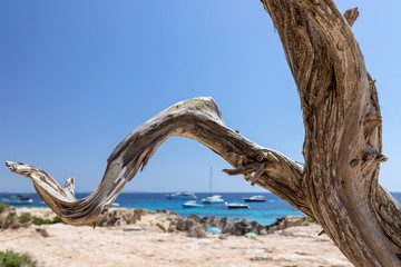 A tree trunk weathered in the sun against the backdrop of a beautiful azure sea.