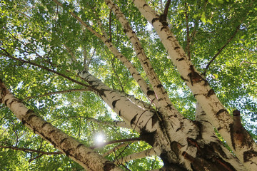 Fototapeta premium Birch tree