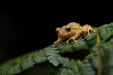Golden-groined Robber Frog on bracken leaf black background