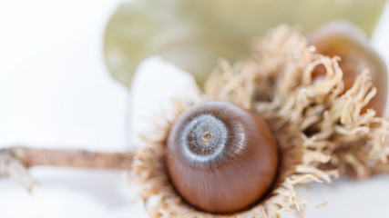 茶色いドングリと枯れ葉