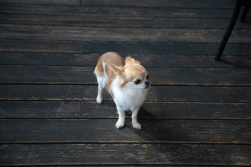 adorable Chihuahua puppy with black leather studded collar standing on white background