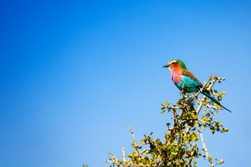 Lilac breasted Roller or Coracias caudatus African bird, Coraciidae. It is widely distributed in sub-Saharan Africa