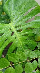 Rain pearls on green leaves
