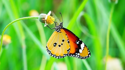 Thai butterfly in pasture flowers Insect outdoor nature butterfly on flower