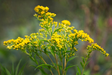 Golden Rod flower, Solidago, Asteraceae in the summer