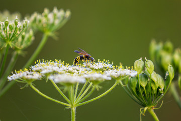 Tenthredo marginella on a white flower in the summer