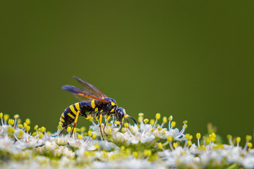 Tenthredo marginella on a white flower in the summer