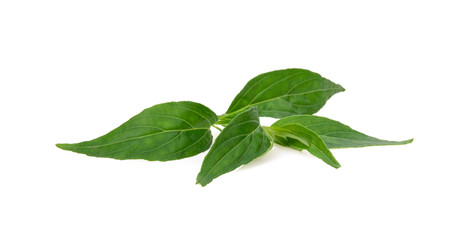 Andrographis paniculata plant on white background