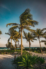 Sunset view at paradise beachwith beach palms in Tulum, Quintana Roo, Mexico. - obrazy, fototapety, plakaty