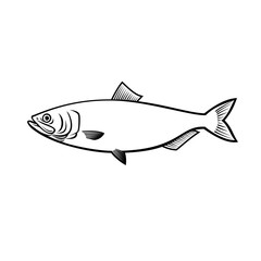 Blueback Herring or Blueback Shad Alosa Aestivalis Side View Stencil Black and White