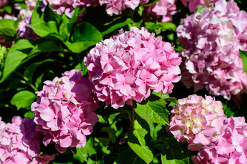 Magenta pink hydrangea macrophylla or hortensia shrub in full bloom in a flower pot, with fresh green leaves in the background, in a garden in a sunny summer day.