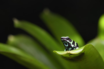 Green and black poison dart frog on bromeliad black background